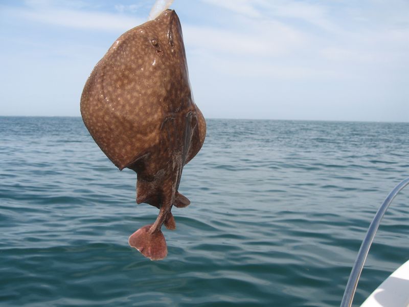 tremble oleron